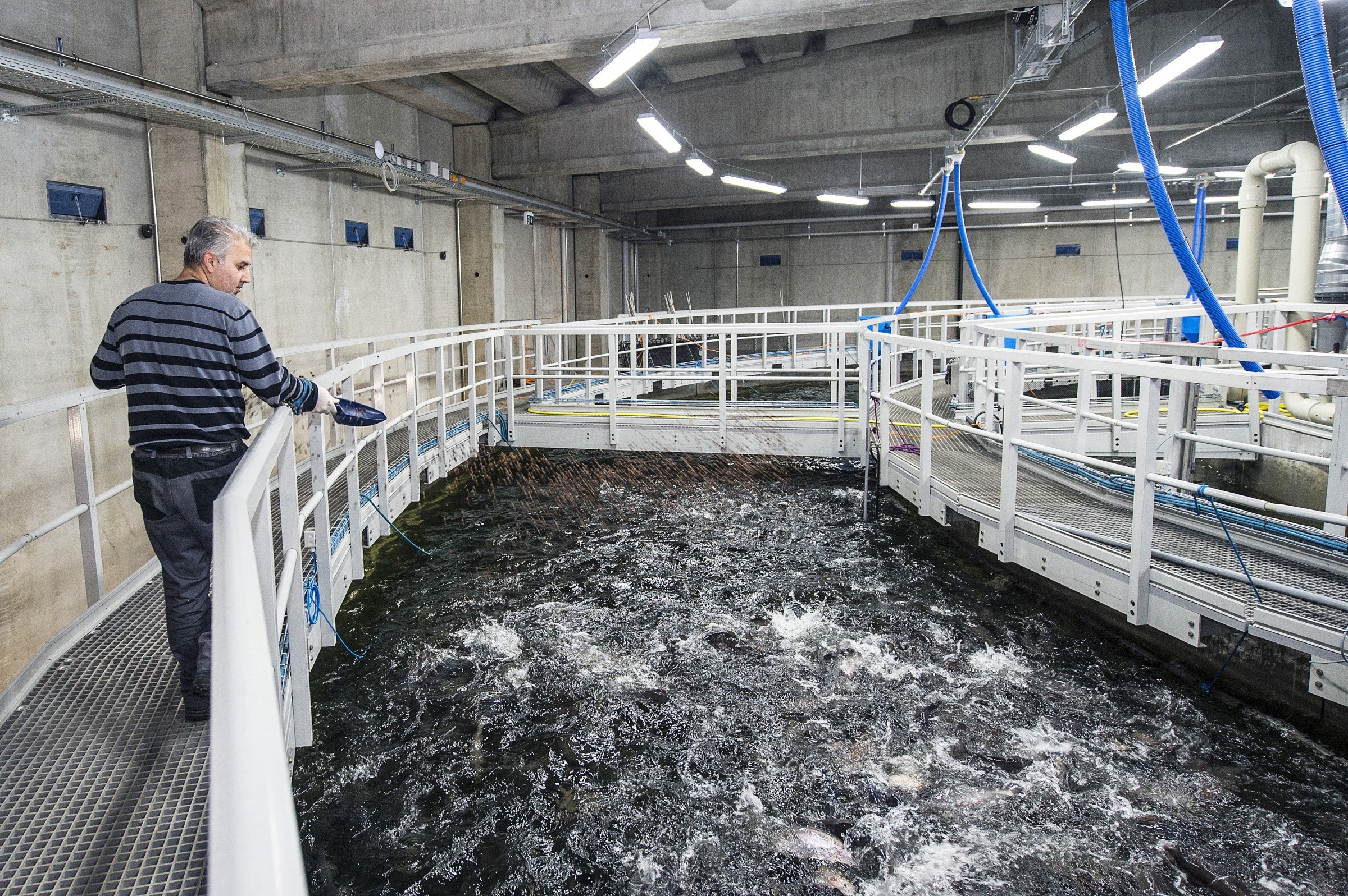 Bassin d'aquaculture et pisciculture saumon