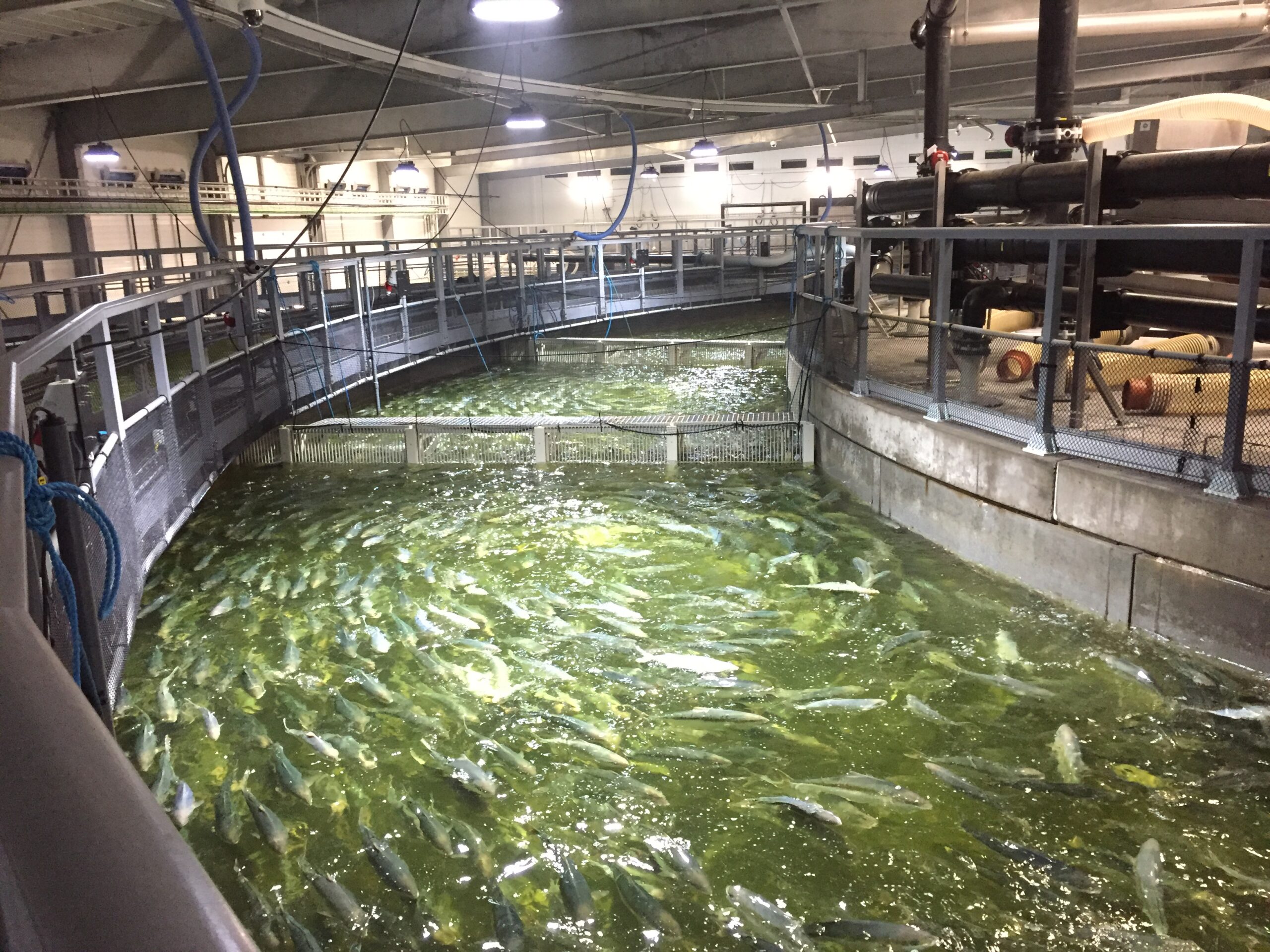 cuve circulaire ferme de poissons aquaculture